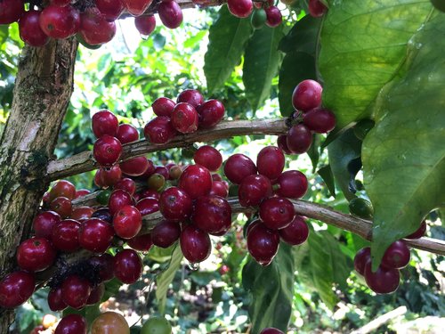 Image courtesy of Finca Limoncillo. A red pacamara varietal is ripe and ready for harvest